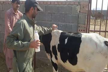 خونگیری و سم پاشی